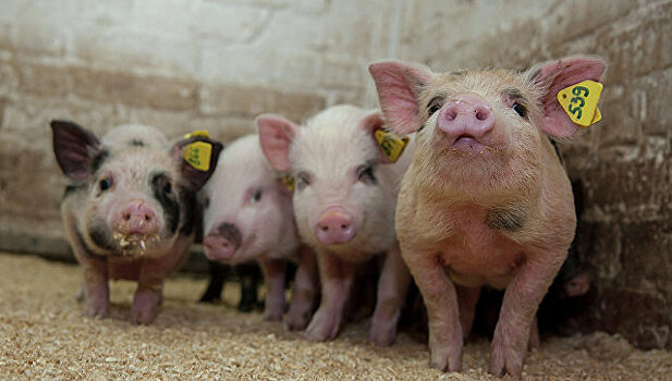 На Кубани в мясе обнаружили вирус африканской чумы свиней