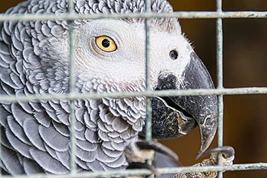 Показания матерящегося попугая используют в расследовании убийства в США