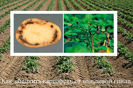 Как защитить картофель от кольцевой гнили