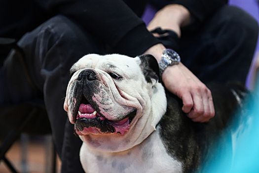 Алмазик съел трусы своей хозяйки и попал в клинику