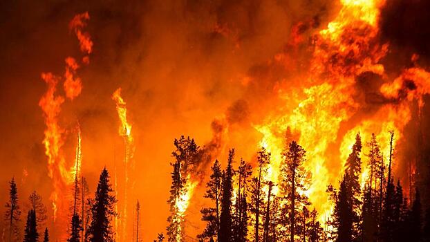 Нназвана главная причина пожаров в российских лесах
