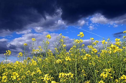 В Башкортостане реализуется проект по установке метеостанций на сельхозземлях