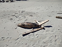В Зеленоградске туристы обнаружили на пляже мёртвого тюленя