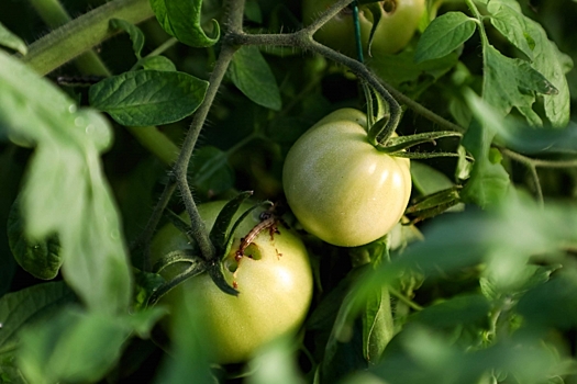 Можно ли высаживать томаты по два растения в одну лунку