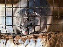 В России начнут испытания вакцины от COVID-19 на норках