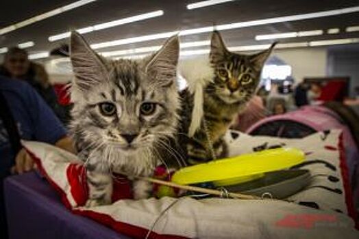 Петербуржцы жалуются на вонь из соседской квартиры с 30 кошками