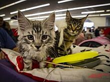 Петербуржцы жалуются на вонь из соседской квартиры с 30 кошками