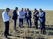 Основная проблема оренбургских зернопроизводителей – прорастание зерна в колосе
