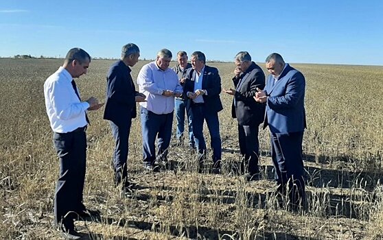 Основная проблема оренбургских зернопроизводителей – прорастание зерна в колосе