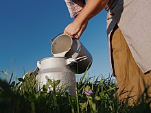 Объем реализации молока в сельхозорганизациях России вырос на 2,7%