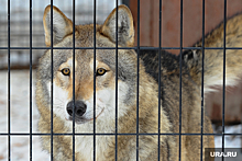 Курганский охотовед опроверг информацию о трех убитых волках