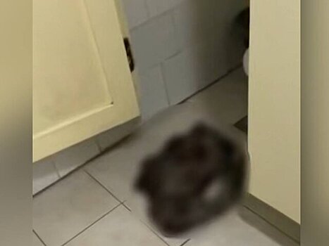 Новорожденного обнаружили в туалете общежития колледжа в Забайкальском крае