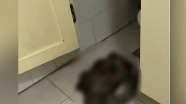 Новорожденного обнаружили в туалете общежития колледжа в Забайкальском крае