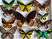 Древнее динозавров: в Самаре оцифруют одну из крупнейших в России коллекций бабочек, собранную профессором Сергеем Сачковым