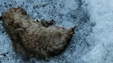 Между гаражами в Ноябрьске нашли пакет с мёртвыми щенками. ФОТО