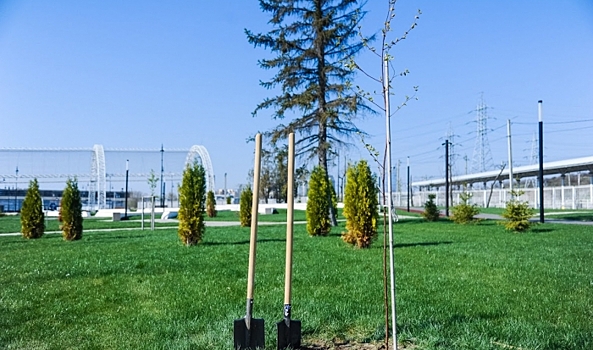 В Волгограде предложили сажать 10 деревьев вместо каждого срубленного