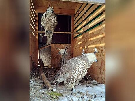 В суд переданы дела о незаконном обороте краснокнижных птиц в Забайкалье