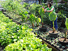 Власти Подмосковья напомнили фермерам о господдержке