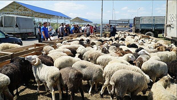 В Дагестане прошел конкурс красоты среди овец