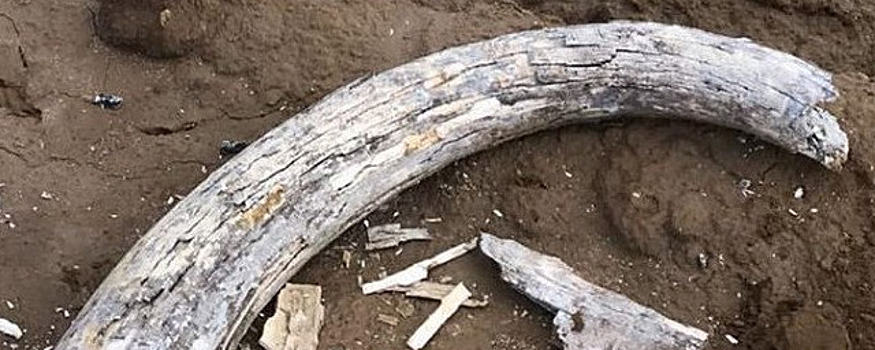 На стройке аквапарка в Красноярске нашли бивень мамонта