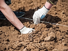 На Мамаевом кургане в Волгограде высадили саженцы дуба и спиреи