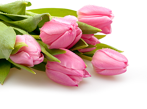Россельхознадзор в Подмосковье выявил цветочный трипс в розах из Эквадора
