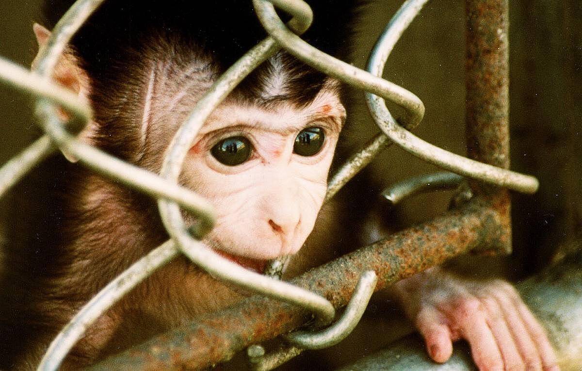 Первая в мире страна ввела обязательный карантин для больных оспой обезьян