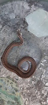 Ядовитая змея в центре города напугала кузбассовцев