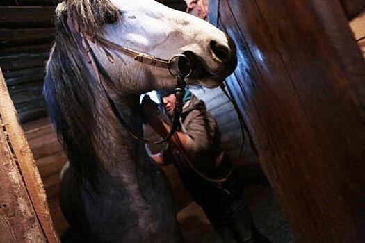 В Москве из конюшни похитили вязаные шапочки для лошадей