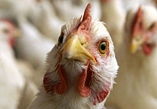 Учёные определили место происхождения птичьего гриппа
