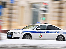 Депутат Госдумы потребовал проверить тату-салон для котов в Москве