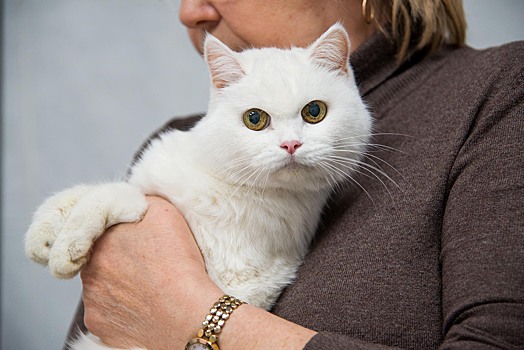 Москвичи чаще всего называют своих кошек Муся и Барсик