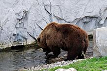 Сургутских дачников перепугал медведь