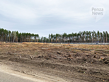 Вырублены деревья у дороги вдоль нового участка зареченского кладбища