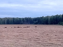 Уральские фермеры просят разрешить им отстрел диких зверей на своих угодьях