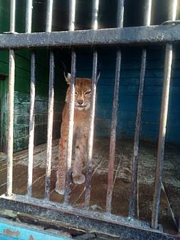 Владелец зоопарка в Тюменской области устроил распродажу зверей
