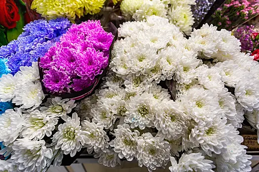 Как «оживить» перезимовавшие цветы: Советы новосибирского агронома