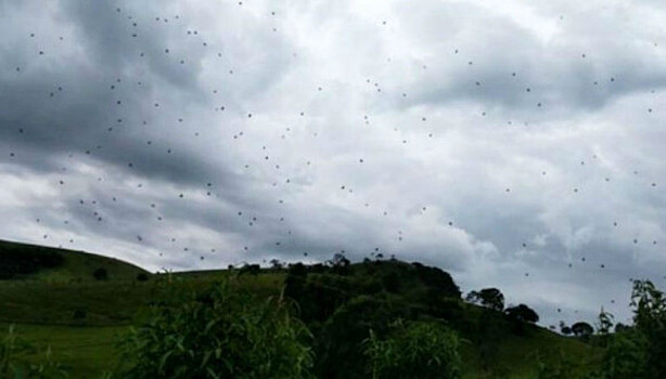 Бразильцу удалось заснять редкое явление – «дождь из пауков», и это очень страшно