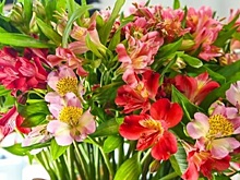 Нидерланды отменили самолет в Екатеринбург с 95 тоннами цветов на борту