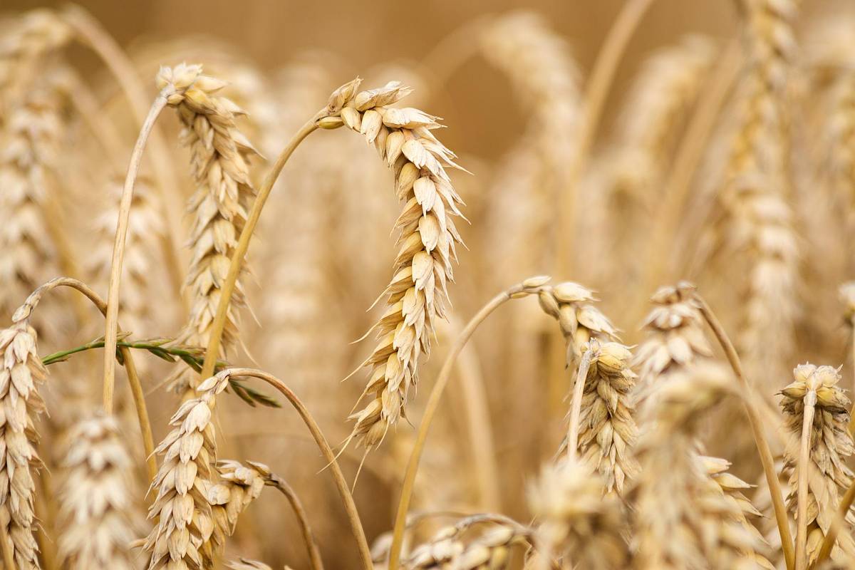 Российский посол назвал требования для возобновления зерновой сделки