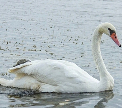 Лебедя с раненым крылом вылечили и выпустили в заповедник в Челябинской области