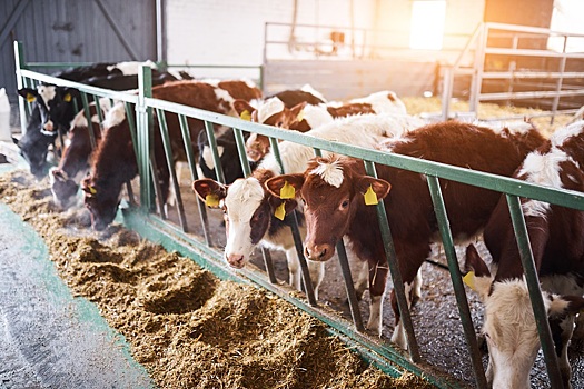 Минсельхоз отказался от планов возмещать молочным фермам часть затрат на корма