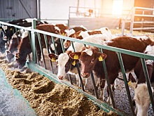 Минсельхоз отказался от планов возмещать молочным фермам часть затрат на корма