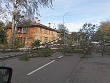 Штормовой ветер повалил деревья в Карелии