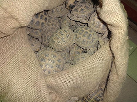 Оренбургскую область пытались пересечь 200 черепах-«нелегалов»