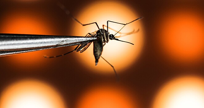 Заражение коронавирусом от комаров: ученые дали ответ