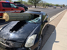 Гигантский кактус насквозь пронзил Infiniti G35