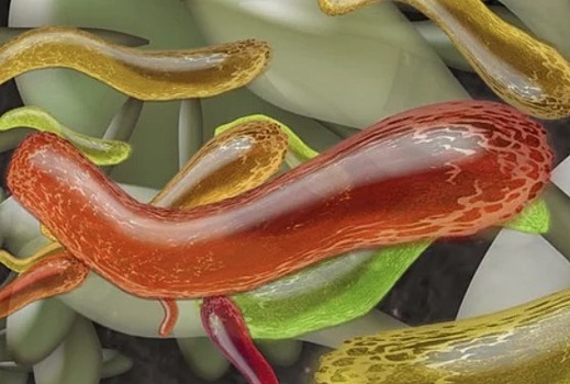 Как бактерии управляют нашим организмом
