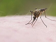 Несколько жителей Башкирии заразились опасным заболеванием от комаров