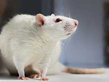 Склонность к кокаиновой зависимости может передаваться эпигенетически